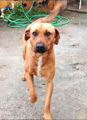 Cachorro raça SRD idade 2 anos nome Zeus