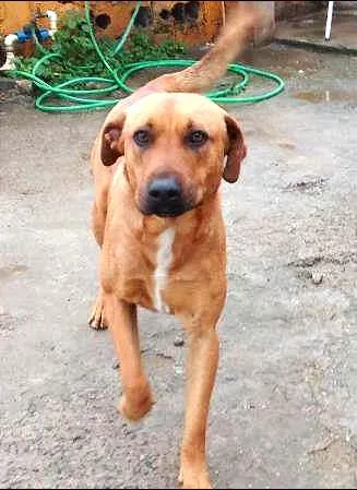 Cachorro ra a SRD idade 2 anos nome Zeus