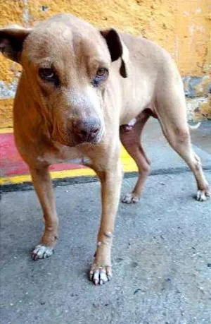 Cachorro raça Pitbull idade 5 anos nome Lion