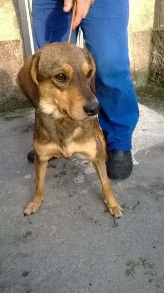 Cachorro raça SRD idade 7 a 11 meses nome ESTRELA