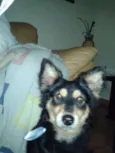 Lobinho