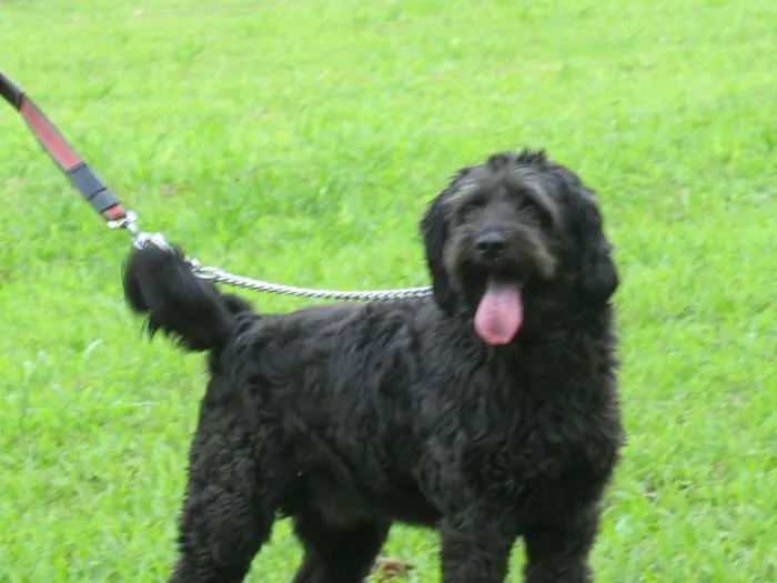 Cachorro ra a SRD idade 4 anos nome BETHOVEN