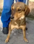 Cachorro raça SRD idade 7 a 11 meses nome ESTRELA