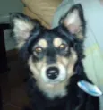Lobinho