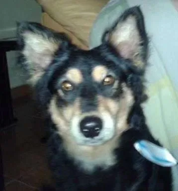 Cachorro ra a SRD idade 2 anos nome Lobinho