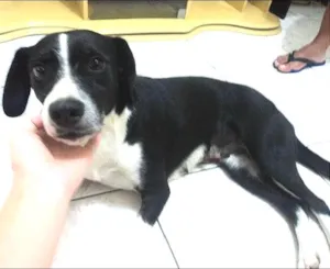Cachorro raça SRD idade 4 anos nome BIA