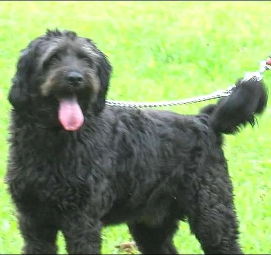 Cachorro ra a SRD idade 4 anos nome BETHOVEN