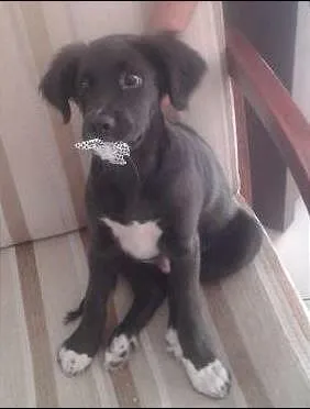 Cachorro raça Cocker com vira-lata idade 2 a 6 meses nome Johnny