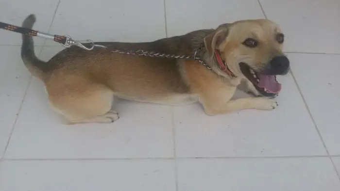 Cachorro raça SRD idade 1 ano nome Bidu
