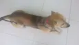 Bidu