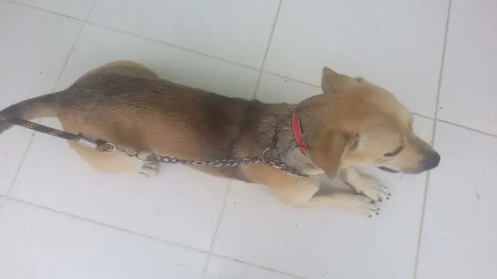 Cachorro raça SRD idade 1 ano nome Bidu