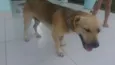 Bidu