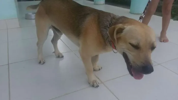 Cachorro raça SRD idade 1 ano nome Bidu