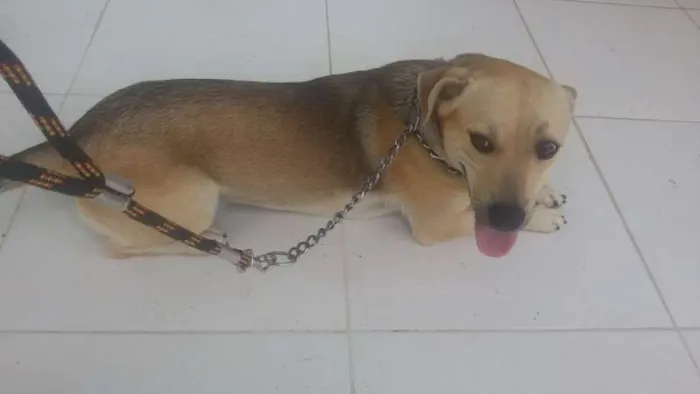 Cachorro raça SRD idade 1 ano nome Bidu