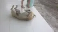 Bidu