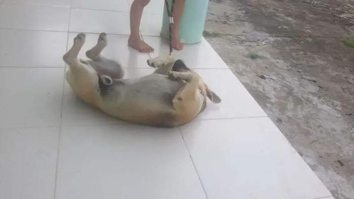 Cachorro raça SRD idade 1 ano nome Bidu