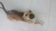 Bidu