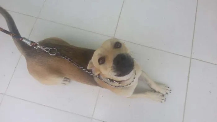 Cachorro raça SRD idade 1 ano nome Bidu