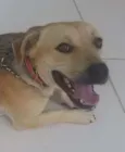 Bidu