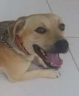Cachorro raça SRD idade 1 ano nome Bidu