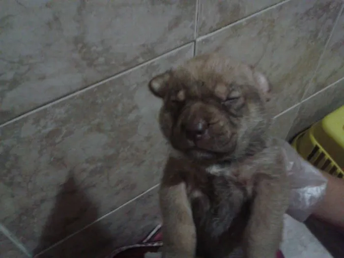 Cachorro raça SRD idade Abaixo de 2 meses nome Sem nome