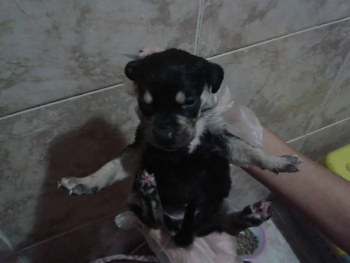Cachorro raça SRD idade Abaixo de 2 meses nome Sem nome