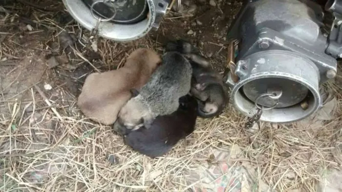 Cachorro raça SRD idade Abaixo de 2 meses nome Sem nome