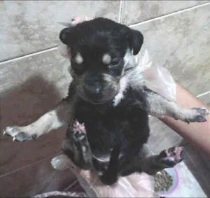 Cachorro raça SRD idade Abaixo de 2 meses nome Sem nome