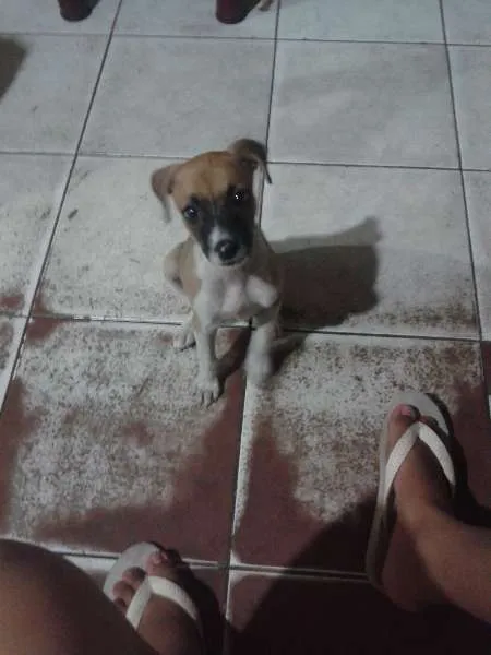 Cachorro raça Não sei. idade 2 a 6 meses nome Luna