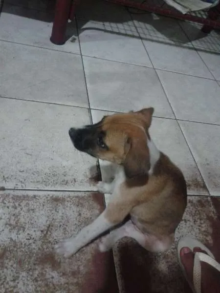 Cachorro raça Não sei. idade 2 a 6 meses nome Luna