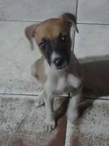 Cachorro raça Não sei. idade 2 a 6 meses nome Luna