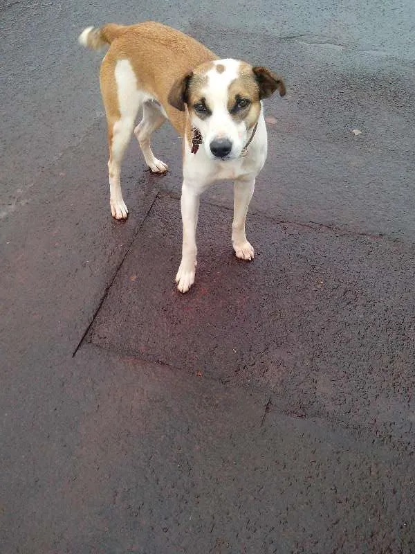 Cachorro ra a SRD idade 2 anos nome mike