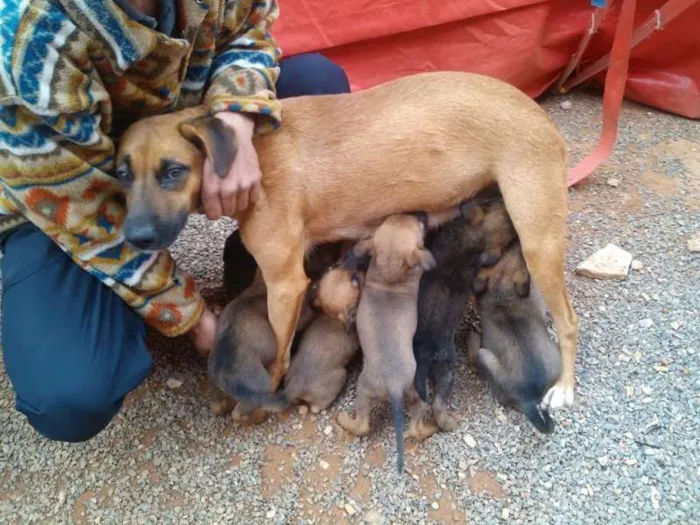 Cachorro ra a SRD idade 2 a 6 meses nome mãe e nenens