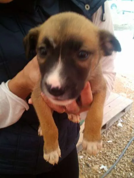 Cachorro ra a SRD idade 2 a 6 meses nome mãe e nenens