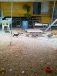 mãe e nenens