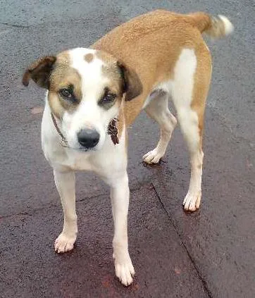 Cachorro ra a SRD idade 2 anos nome mike