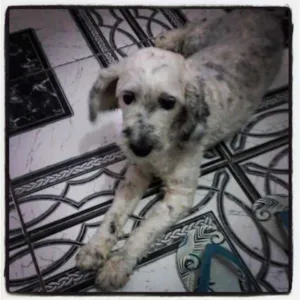 Cachorro raça Poodle idade 2 anos nome Linda