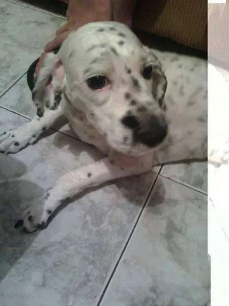 Cachorro ra a Poodle idade 2 anos nome Linda