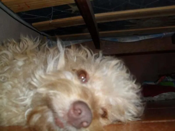 Cachorro ra a vira lata idade 4 anos nome Alvin