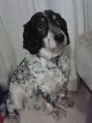 Cachorro raça Cocker + SRD idade 6 ou mais anos nome Shiva