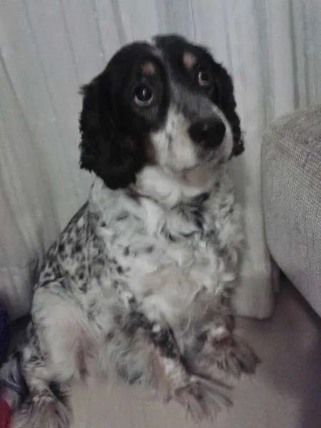 Cachorro ra a Cocker + SRD idade 6 ou mais anos nome Shiva