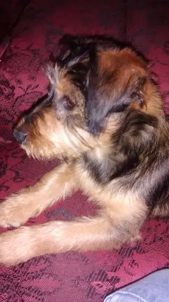 Cachorro ra a vira lata idade 2 a 6 meses nome Drica