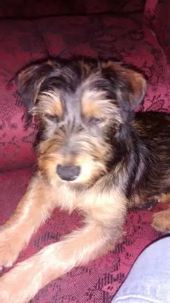 Cachorro ra a vira lata idade 2 a 6 meses nome Drica