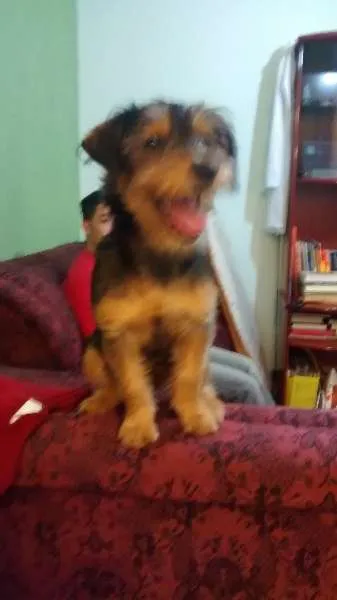 Cachorro ra a vira lata idade 2 a 6 meses nome Drica