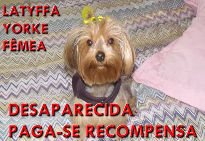 Cachorro ra a Yorkshire idade nome Lattyfa GRATIFICA