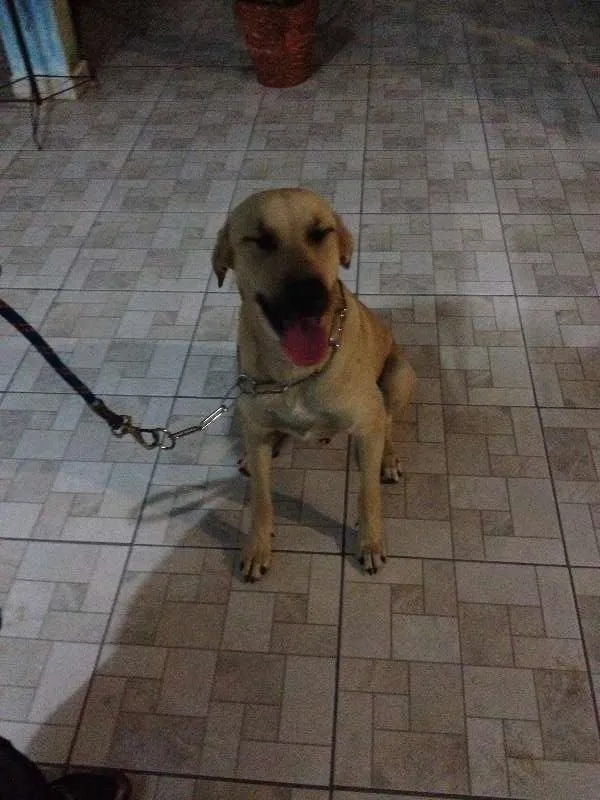 Cachorro ra a Labrador com Fila idade 7 a 11 meses nome Matufe
