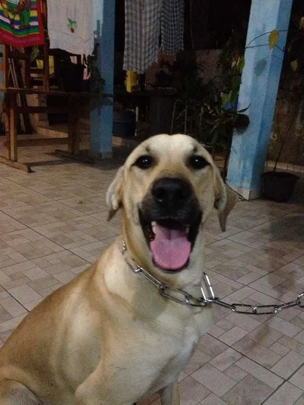 Cachorro ra a Labrador com Fila idade 7 a 11 meses nome Matufe