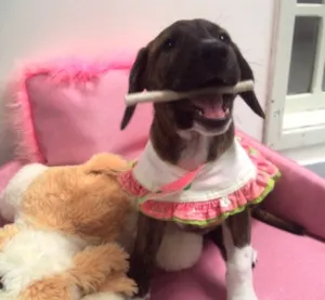 Cachorro raça SRD idade 2 a 6 meses nome Jade