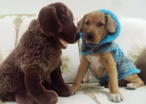 Cachorro raça SRD idade 2 a 6 meses nome Opala