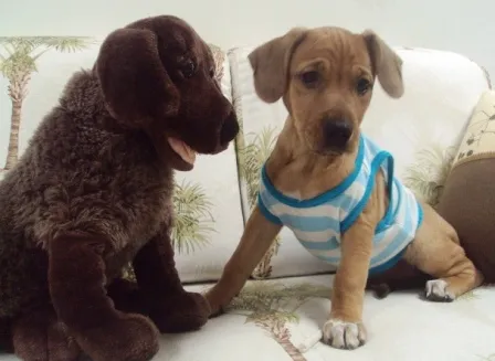 Cachorro raça SRD idade 2 a 6 meses nome Opala